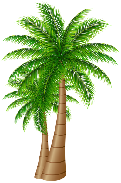 png_palm_tree_6866.png